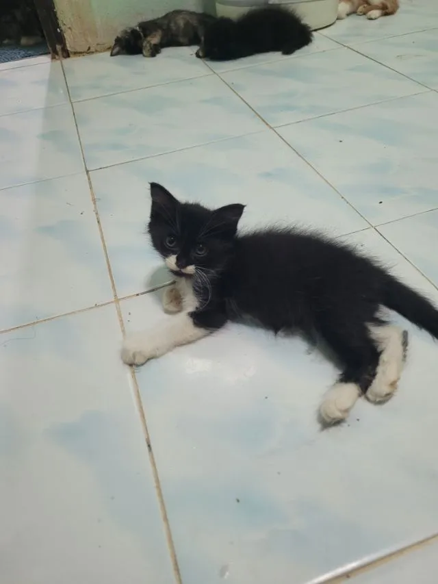 ลูกแมวเปอร์เซีย