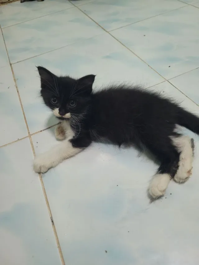 ลูกแมวเปอร์เซีย