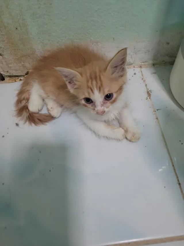 ลูกแมวเปอร์เซีย