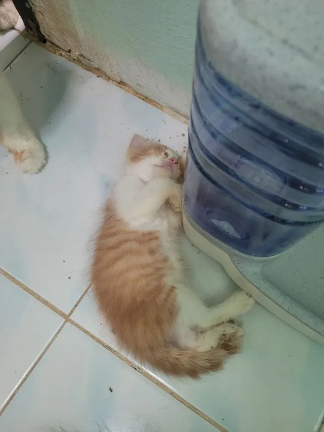 ลูกแมวเปอร์เซีย