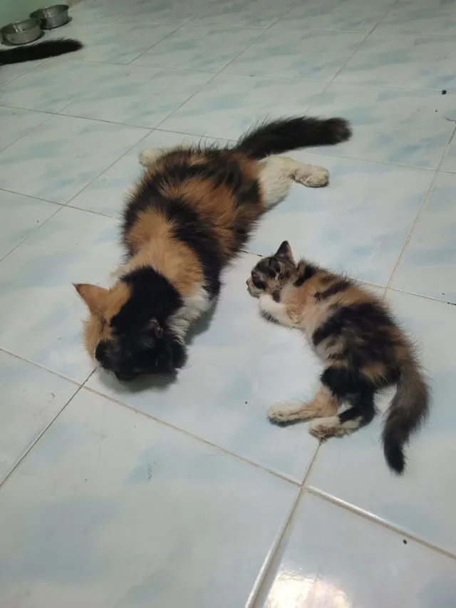 ลูกแมวเปอร์เซีย