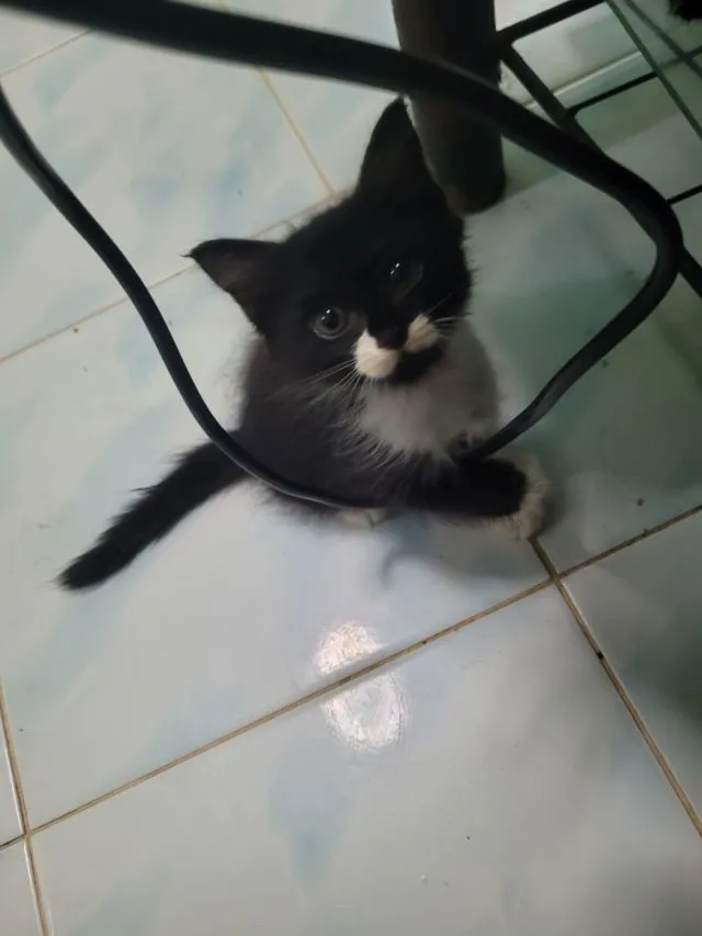 ลูกแมวเปอร์เซีย
