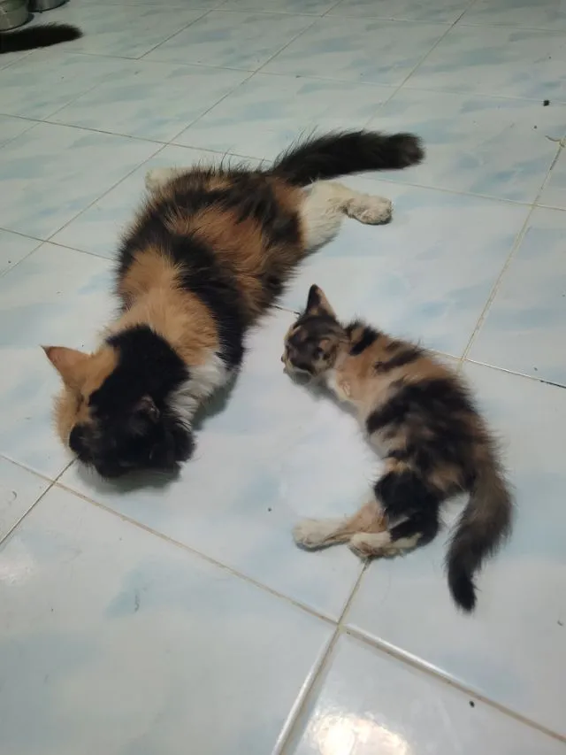 ลูกแมวเปอร์เซีย