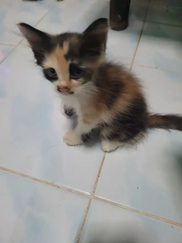 ลูกแมวเปอร์เซีย