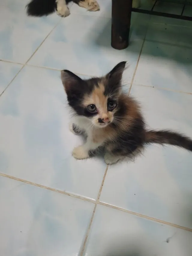 ลูกแมวเปอร์เซีย