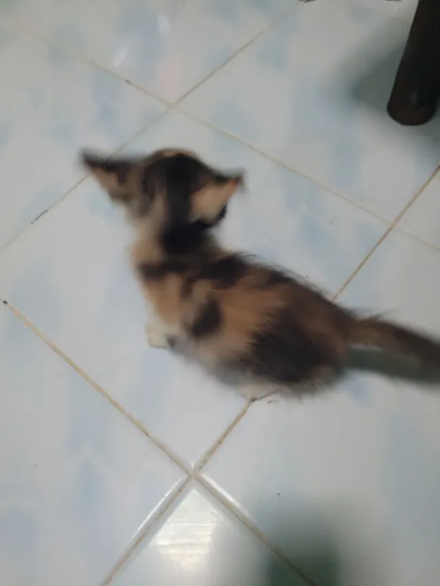 ลูกแมวเปอร์เซีย