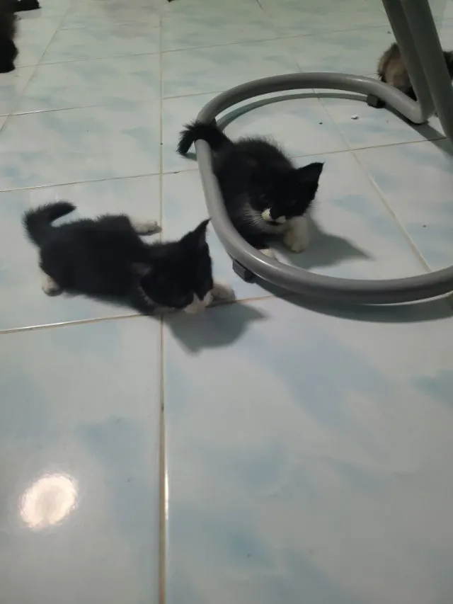ลูกแมวเปอร์เซีย