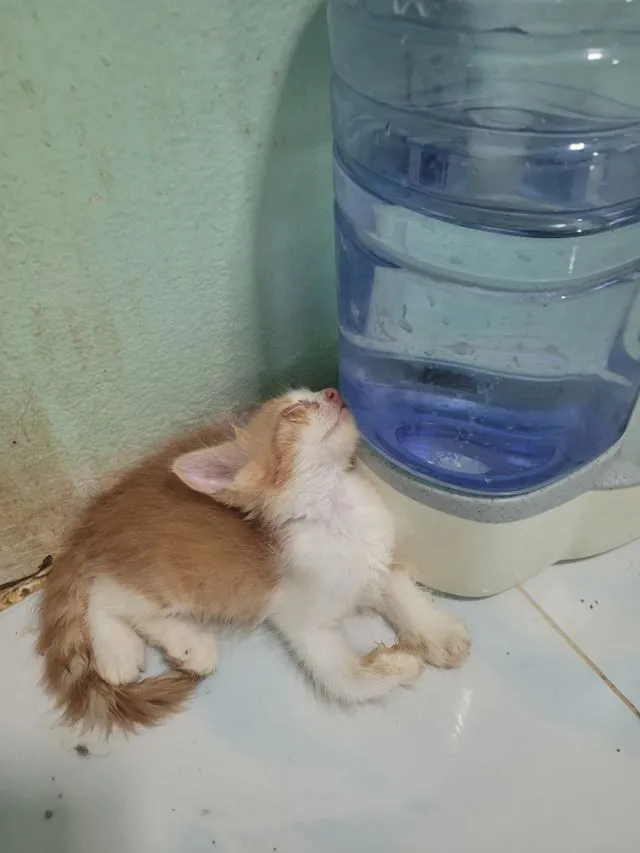 ลูกแมวเปอร์เซีย