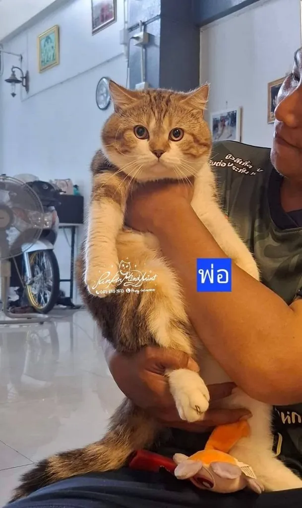 สก็อตติชโฟลด์ มีเชื้อบริติช เพศเมีย