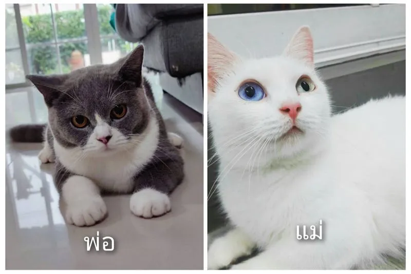 น้องบริสติส