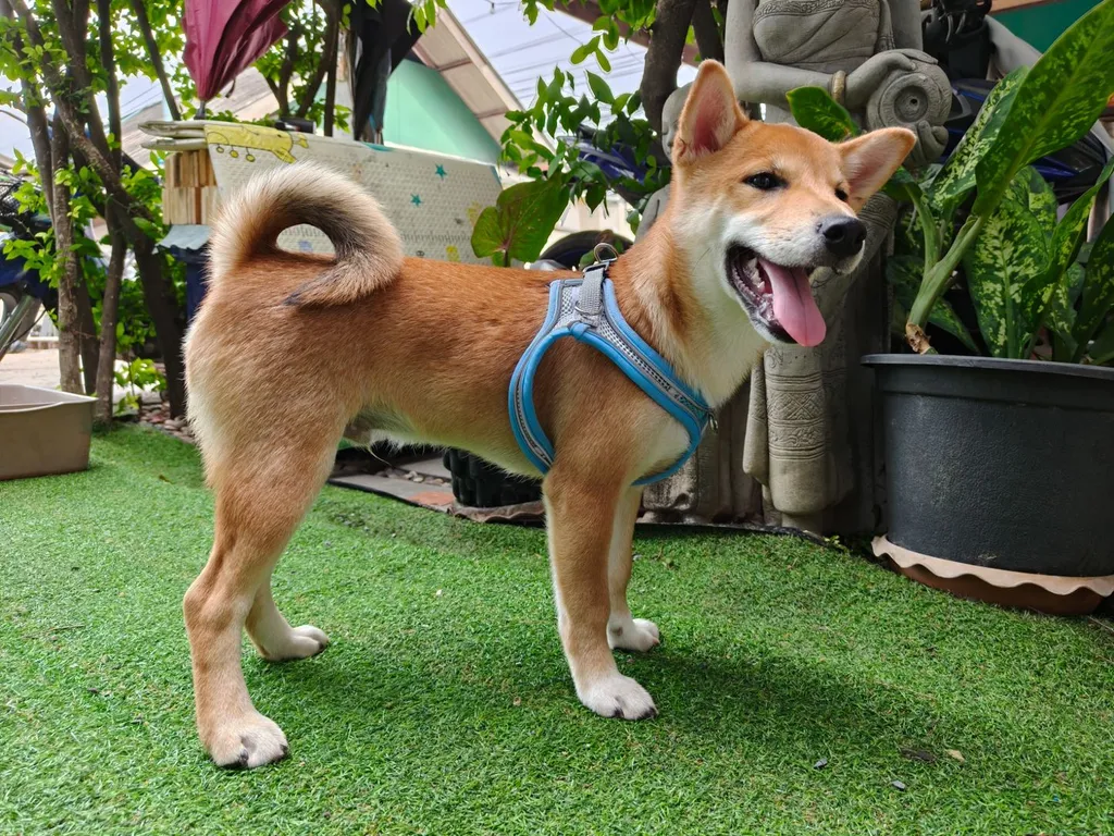 น้องชิบะ เพศผู้ หาบ้าน (แม่ชิบะมาเมะ พ่อชิบะอินุ)