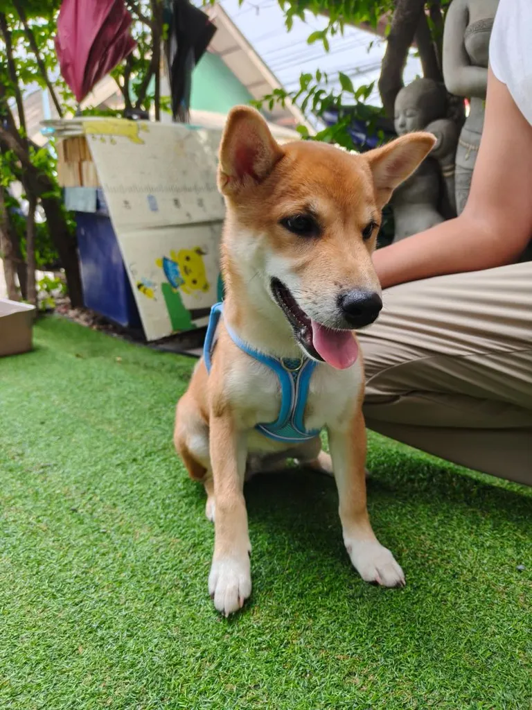 น้องชิบะ เพศผู้ หาบ้าน (แม่ชิบะมาเมะ พ่อชิบะอินุ)
