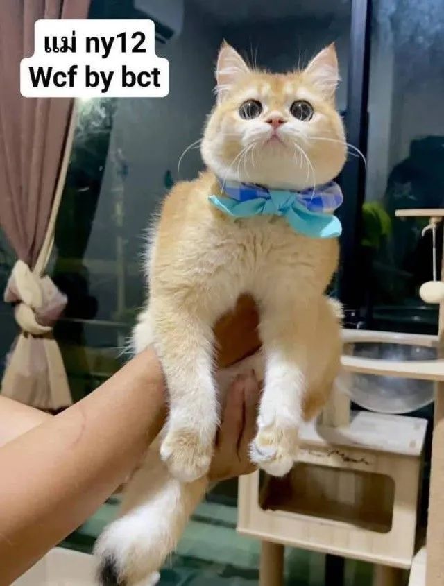 แมวบริติชช็อตแฮร์ ผช