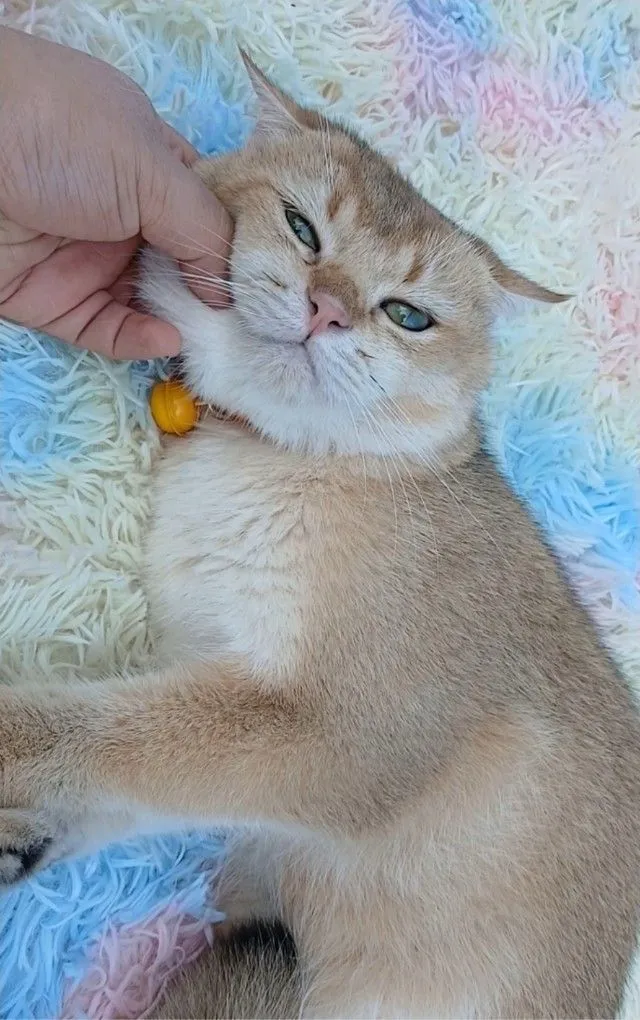 แมวบริติชช็อตแฮร์ ผช