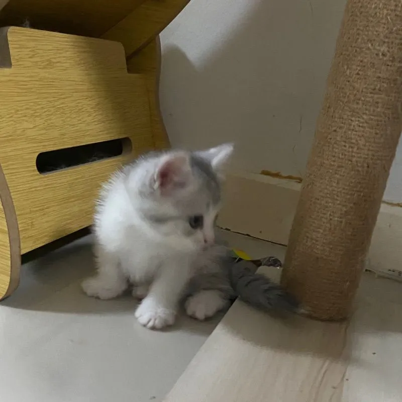 ลูกแมวสกอตติส