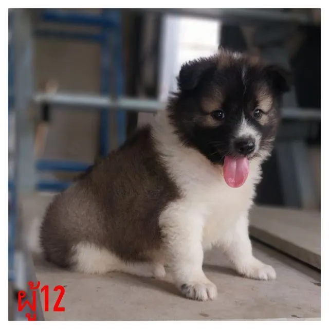 บางแก้วแท้หมา20นิ้ว ทำวัคซีนให้พร้อมใบเพ็คส่งฟรี กทม,ปริมณฑล