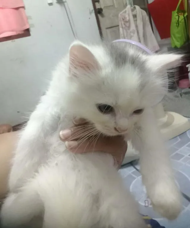 ลูกแมวพร้อมย้ายบ้าน ดช.อายุ 2