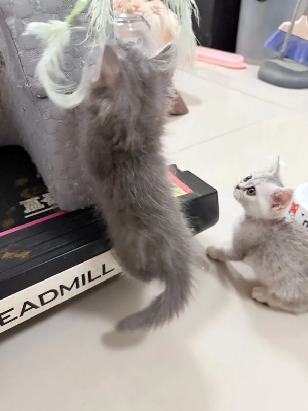 สก็อตติสขาว