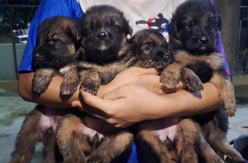 ลูกสุนัขเยอรมันเชพเพิร์ด ตัวผู้-ตัวเมีย