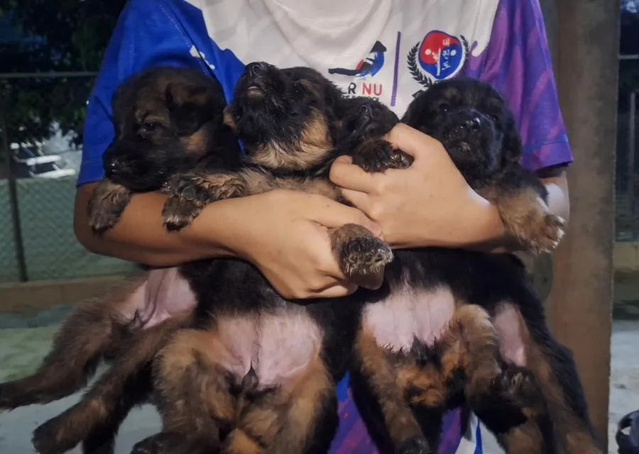 ลูกสุนัขเยอรมันเชพเพิร์ด ตัวผู้-ตัวเมีย