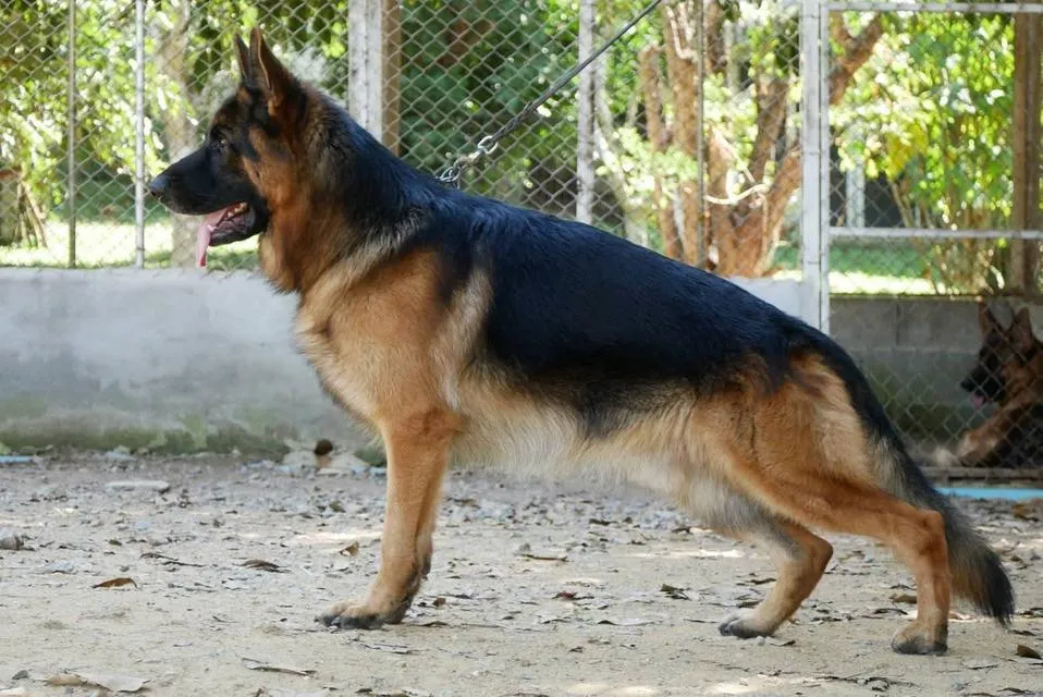 สุนัขเยอรมันเชพเพอด ลูกสุนัข
