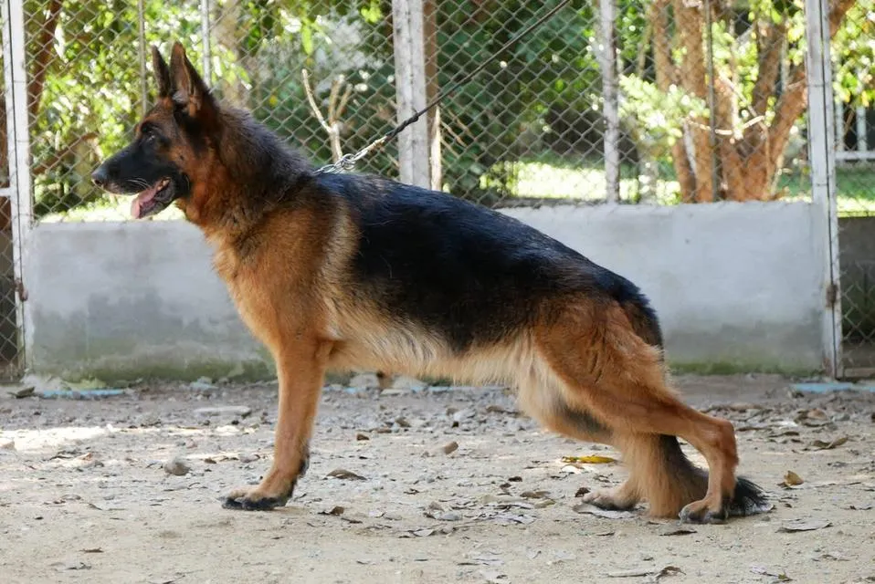 สุนัขเยอรมันเชพเพอด ลูกสุนัข