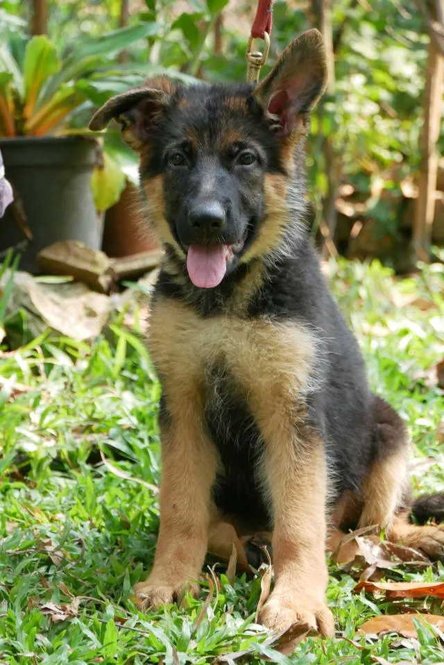 สุนัขเยอรมันเชพเพอด ลูกสุนัข