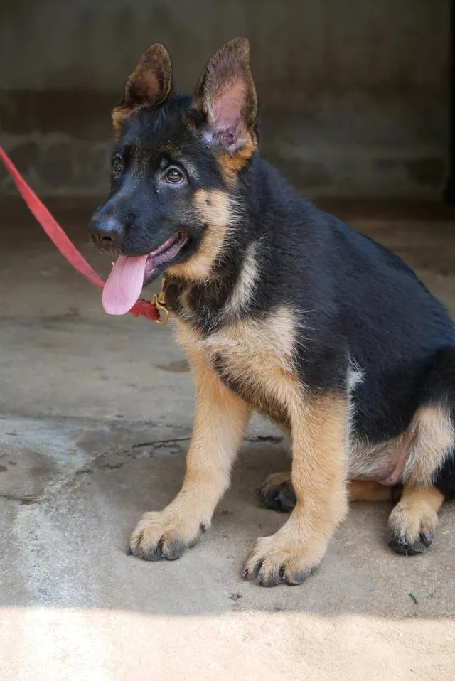 สุนัขเยอรมันเชพเพอด ลูกสุนัข