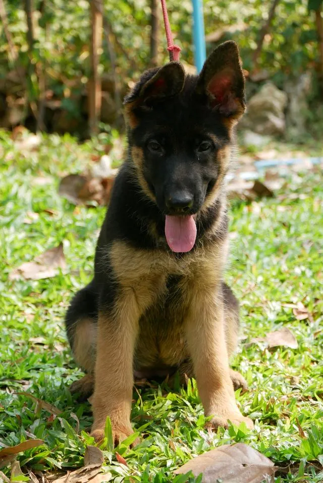 สุนัขเยอรมันเชพเพอด ลูกสุนัข