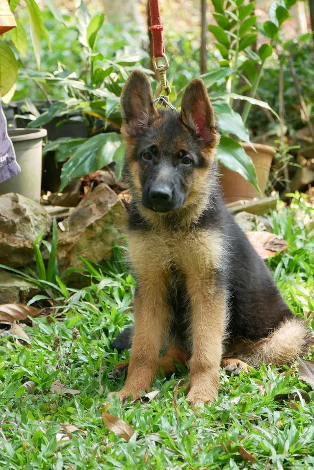 สุนัขเยอรมันเชพเพอด ลูกสุนัข