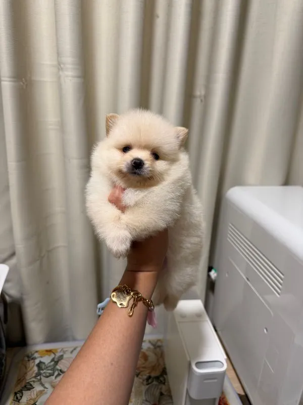 ปอมเมอเรเนียน