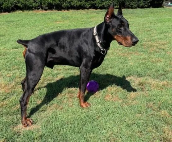 Exceptional 7-Month-Old Male Doberman – Samut Prakan 🇹🇭