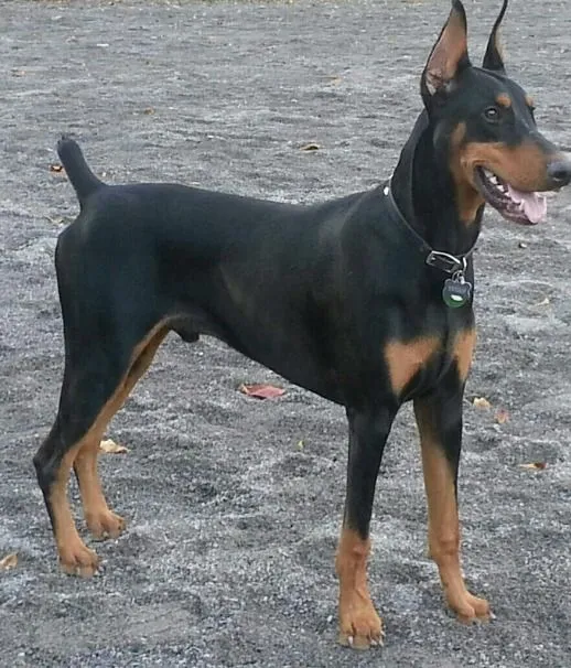 Exceptional 7-Month-Old Male Doberman – Samut Prakan 🇹🇭