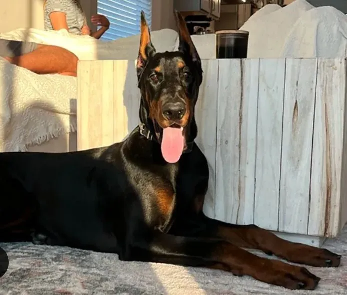 Exceptional 7-Month-Old Male Doberman – Samut Prakan 🇹🇭