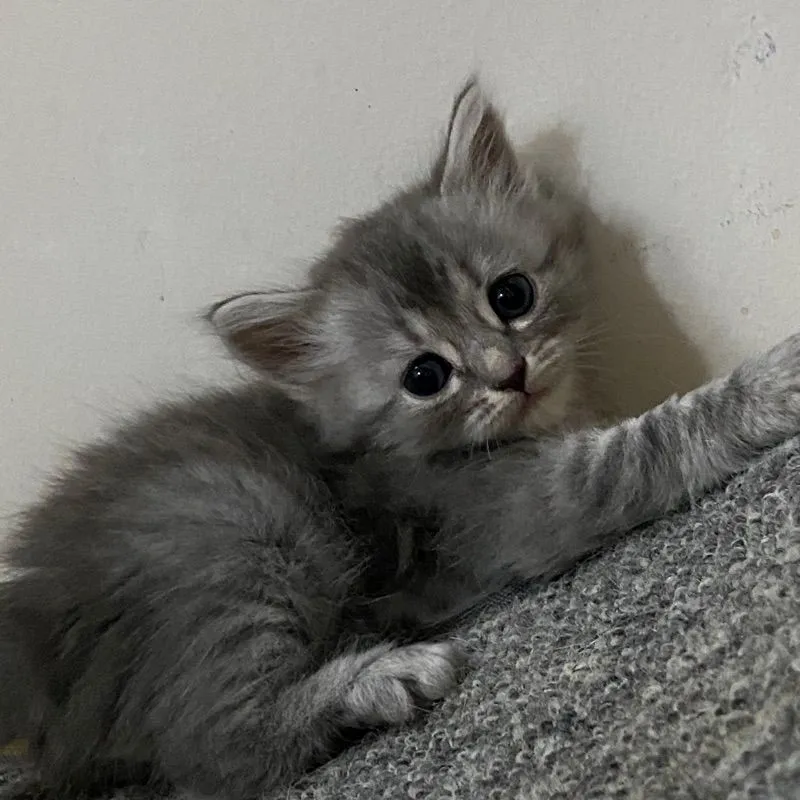 ลูกแมวสกอตติสขนยาว