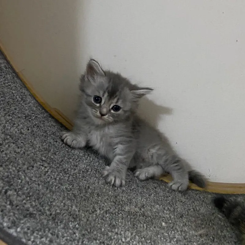 ลูกแมวสกอตติสขนยาว