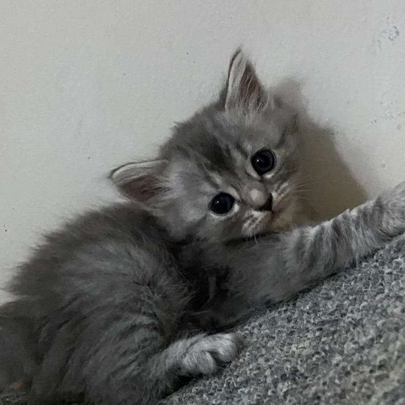 ลูกแมวสกอตติสขนยาว