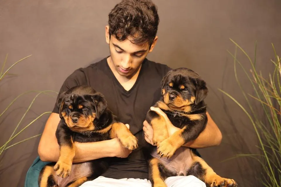 10 weeks old Rottweiler Puppies