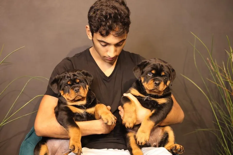 10 weeks old Rottweiler Puppies