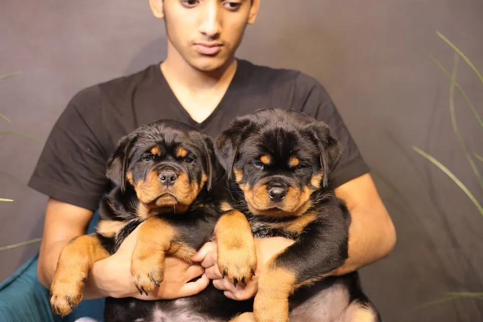10 weeks old Rottweiler Puppies