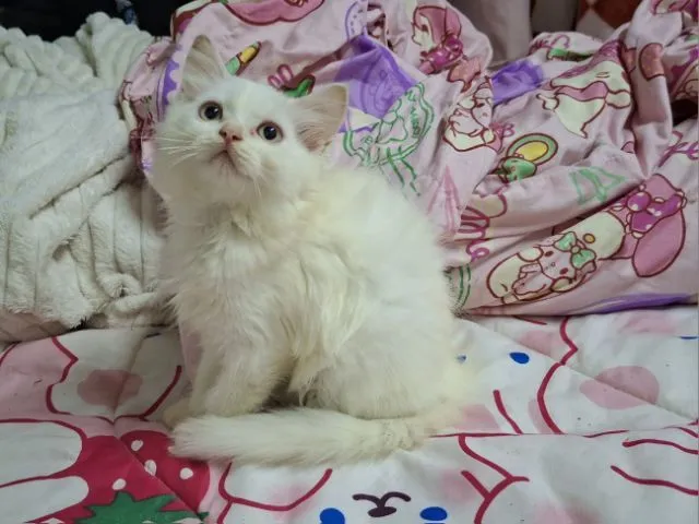 เปอเซีย