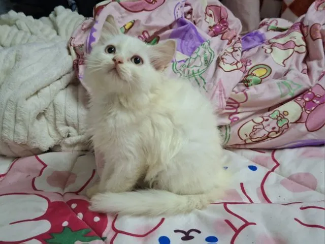 เปอเซีย