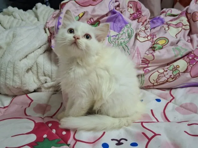 เปอเซีย