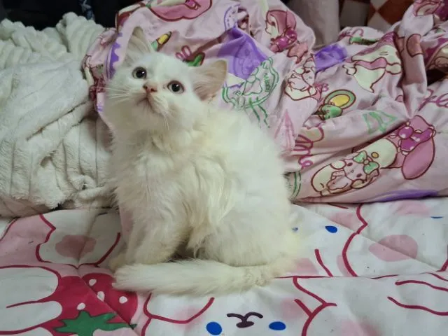 เปอเซีย