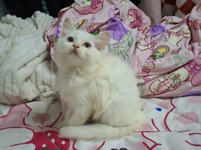เปอเซีย