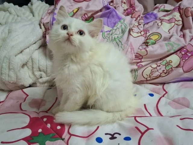 เปอเซีย