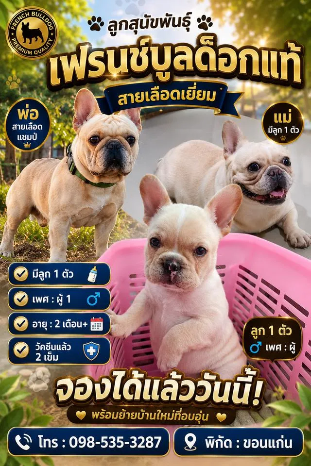 ลูกสุนัขพันธุ์ๆเฟรนช์บูลด็อก