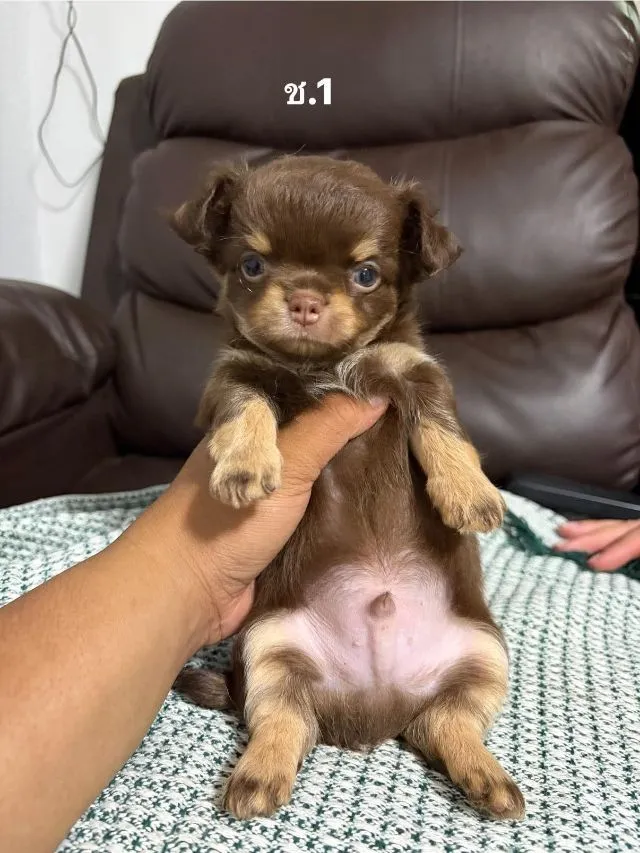 ลูกสุนัข