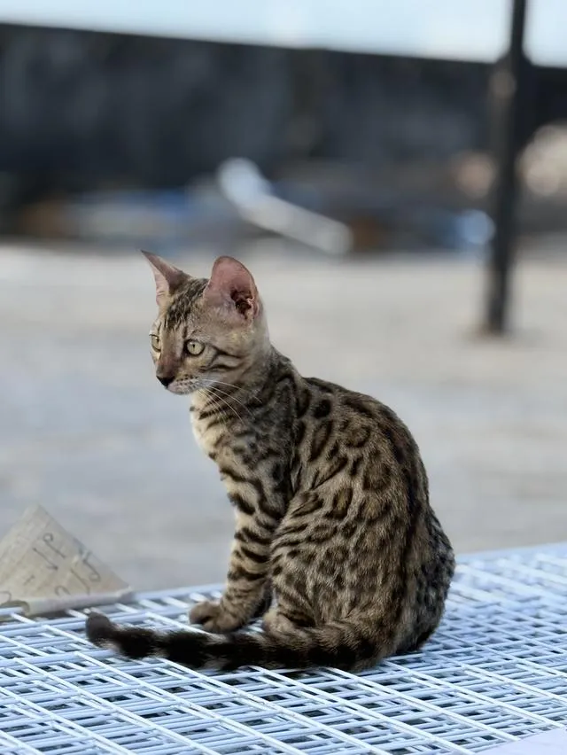 แมวเบงกอลสายพันธุ์แท้