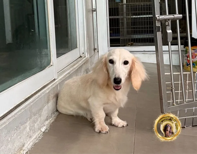 ดัชชุนขนยาว